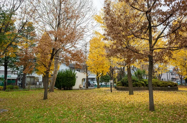 Tokios Herbst Hinterlässt Landschaft — Stockfoto