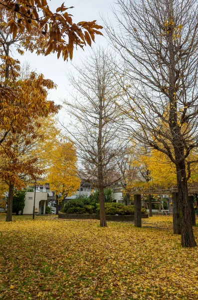 Токийский Осенний Пейзаж — стоковое фото