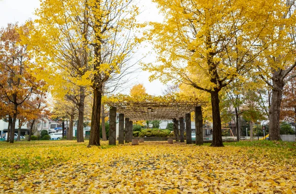 Tokyo sonbahar yaprakları peyzaj