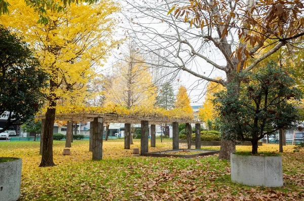 Tokyo sonbahar yaprakları peyzaj