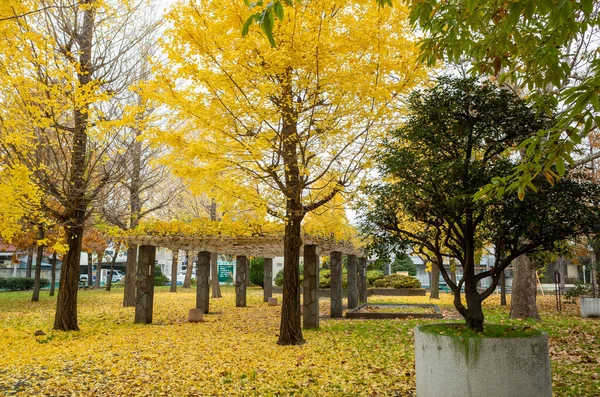Tokyo sonbahar yaprakları peyzaj