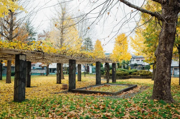 Tokios Herbst Hinterlässt Landschaft — Stockfoto