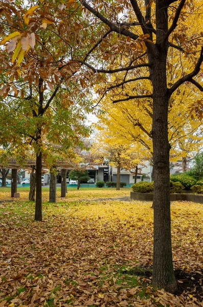 Tokyo sonbahar yaprakları peyzaj