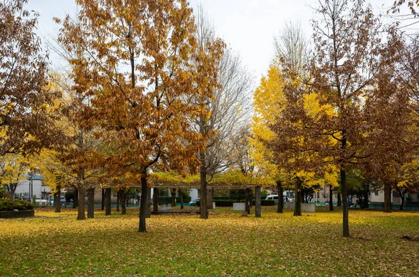 Tokyo sonbahar yaprakları peyzaj