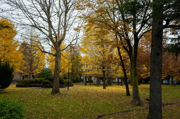 Tokyo Feuilles Automne Paysage — Photo