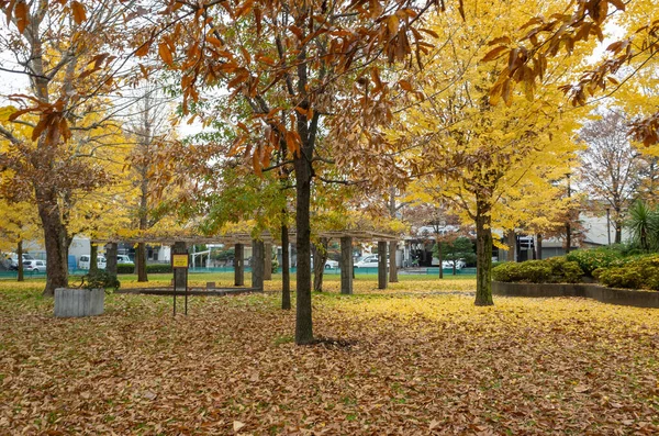 Tokyo sonbahar yaprakları peyzaj