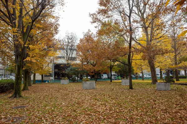 Tokyo sonbahar yaprakları peyzaj