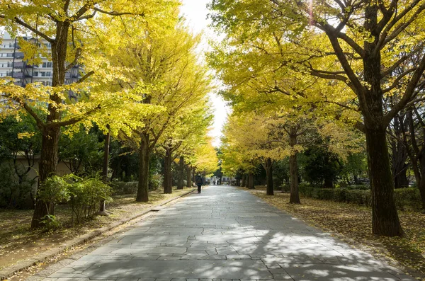 Tóquio Folhas Outono Paisagem — Fotografia de Stock