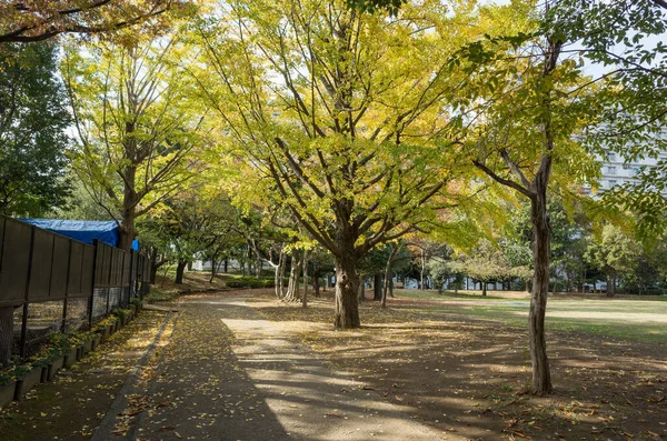 Tokyo Feuilles Automne Paysage — Photo