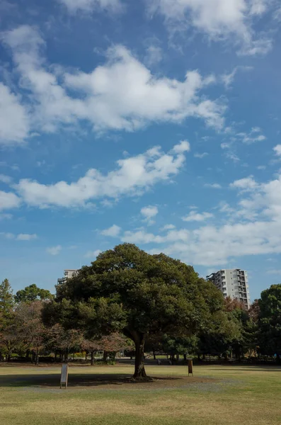 Tokio Hojas Otoño Paisaje —  Fotos de Stock