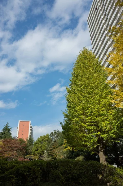 Tokyo sonbahar yaprakları peyzaj