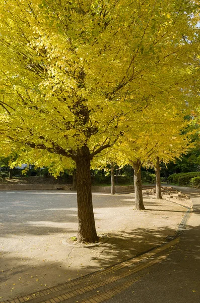 Tokios Herbst Hinterlässt Landschaft — Stockfoto