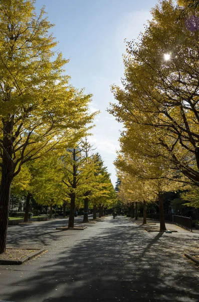 Tokyo sonbahar yaprakları peyzaj
