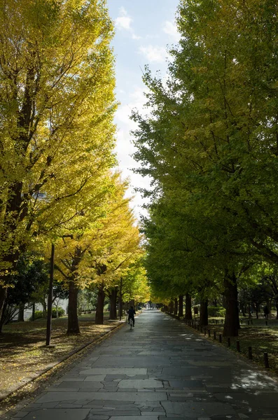 Tokios Herbst Hinterlässt Landschaft — Stockfoto