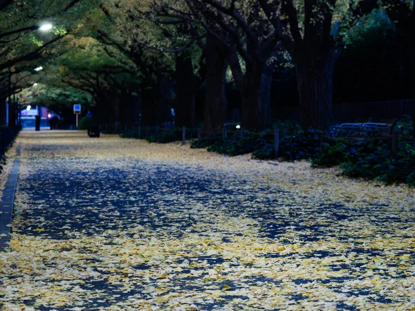 Tokyo Autunno Lascia Paesaggio — Foto Stock