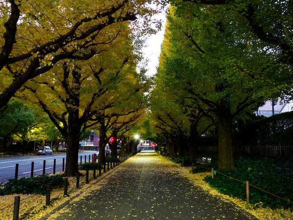 Tóquio Folhas Outono Paisagem — Fotografia de Stock