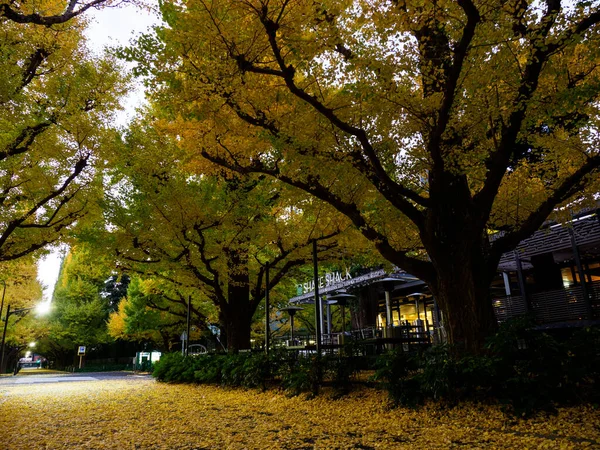 Tokyo Φθινόπωρο Φύλλα Τοπίο — Φωτογραφία Αρχείου