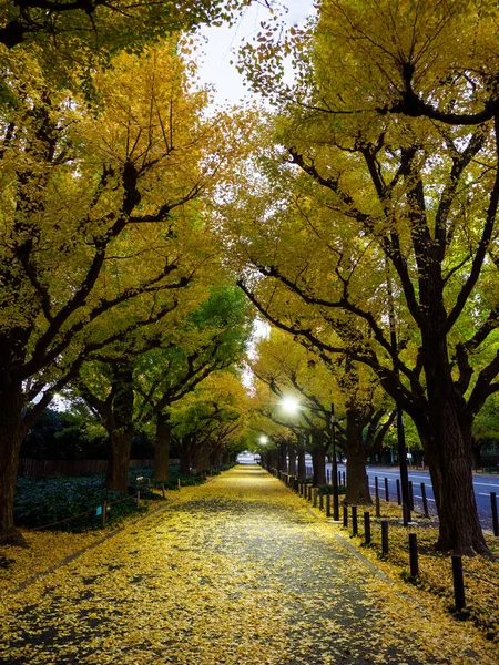 Tokios Herbst Hinterlässt Landschaft — Stockfoto