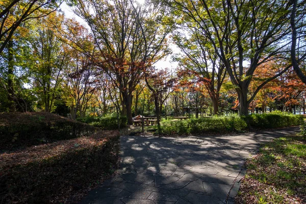 Tokyo Autumn Leaves Landscape — Stock Photo, Image