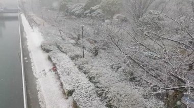 Tokyo Kiba Parkı 2022 'de şiddetli kar yağdı