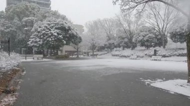 Tokyo Kiba Parkı 2022 'de şiddetli kar yağdı