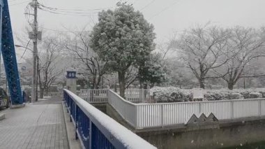 Tokyo Kiba Parkı 2022 'de şiddetli kar yağdı