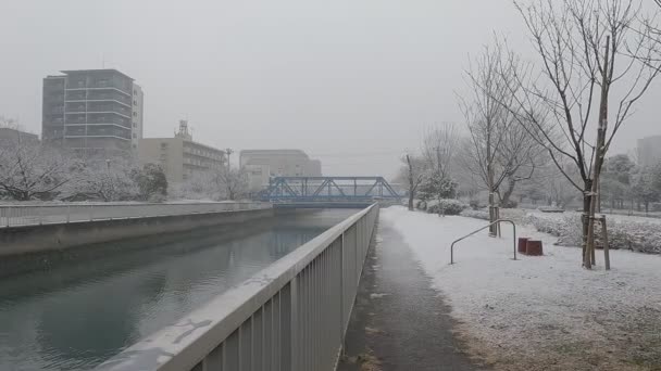 Τόκιο Kiba Park Βαρύ Χιόνι Πτώση 2022 — Αρχείο Βίντεο