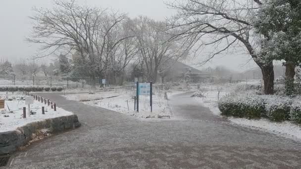 Tokyo Kiba Park Queda Neve Pesada 2022 — Vídeo de Stock