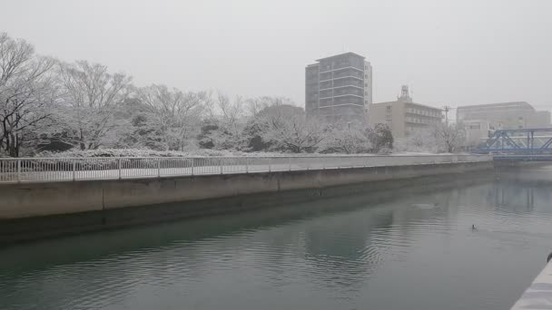 Tokyo Kiba Park Queda Neve Pesada 2022 — Vídeo de Stock
