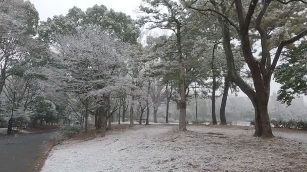 Τόκιο Kiba Park Βαρύ Χιόνι Πτώση 2022 — Αρχείο Βίντεο