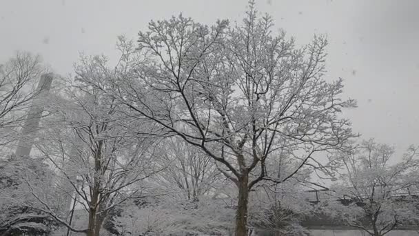 Tokyo Kiba Park Tung Snö Faller 2022 — Stockvideo