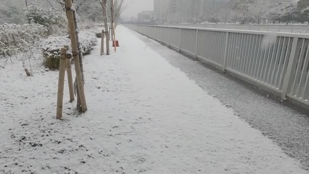 Tokio Kiba Park Starker Schneefall 2022 — Stockvideo
