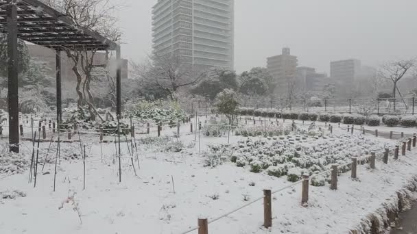 Tokyo Kiba Park Tung Snö Faller 2022 — Stockvideo