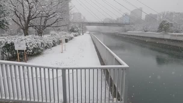 Tokyo Kiba Parkı 2022 Şiddetli Kar Yağdı — Stok video