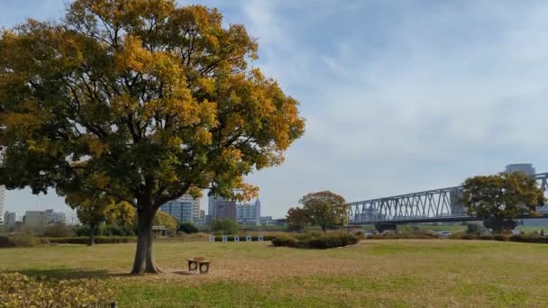 Tokyo Edogawa Nehir Yatağı Kasım 2021 — Stok video