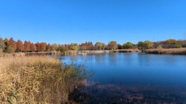 Tokyo Toneri Parkı Sonbahar Kasım 2021