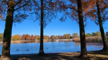 Tokyo Toneri Parkı Sonbahar Kasım 2021