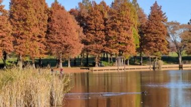 Tokyo Toneri Parkı Sonbahar Kasım 2021