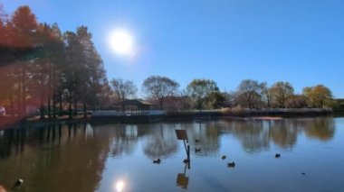 Tokyo Toneri Parkı Sonbahar Kasım 2021