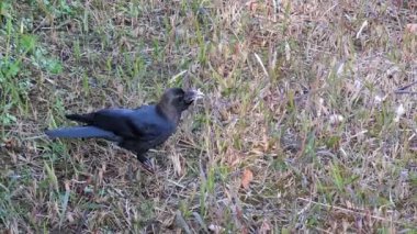 Tokyo Toneri Parkı Sonbahar Kasım 2021