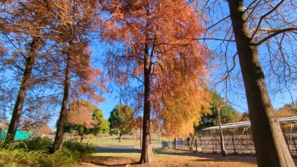 Tokyo Toneri Park Autumn November 2021 — Stock Video
