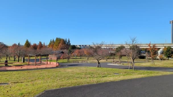 2021年秋东京托内里公园 — 图库视频影像