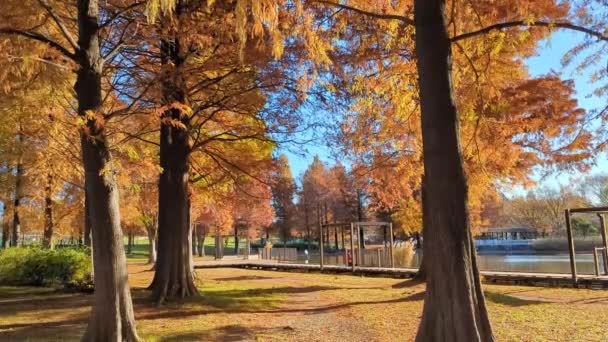 Tokio Toneri Park Herbst November 2021 — Stockvideo