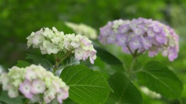 Ortanca çiçeği, video klibi