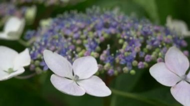 Ortanca çiçeği, video klibi