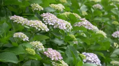 Ortanca çiçeği, video klibi