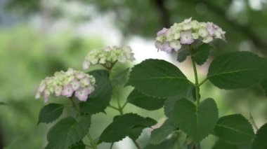 Ortanca çiçeği, video klibi