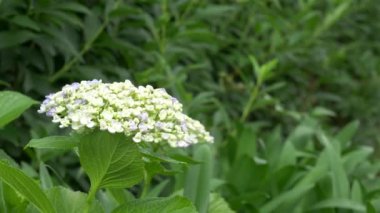 Ortanca çiçeği, video klibi