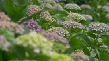 Ortanca çiçeği, video klibi