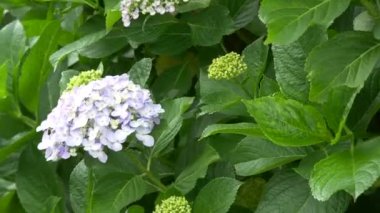 Ortanca çiçeği, video klibi